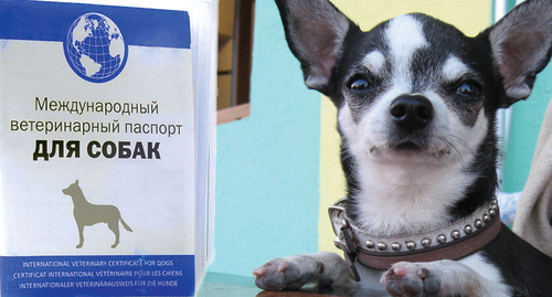 Оформление ветеринарного паспорта — цены в Москве