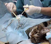 ветеринарная Хирургия