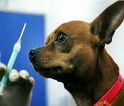 ветеринарное вакцинация животных